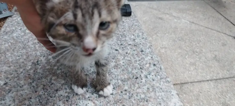 10月25日泉州市丰泽区爱心超市发现流浪狸花猫【流浪狸花猫线索】