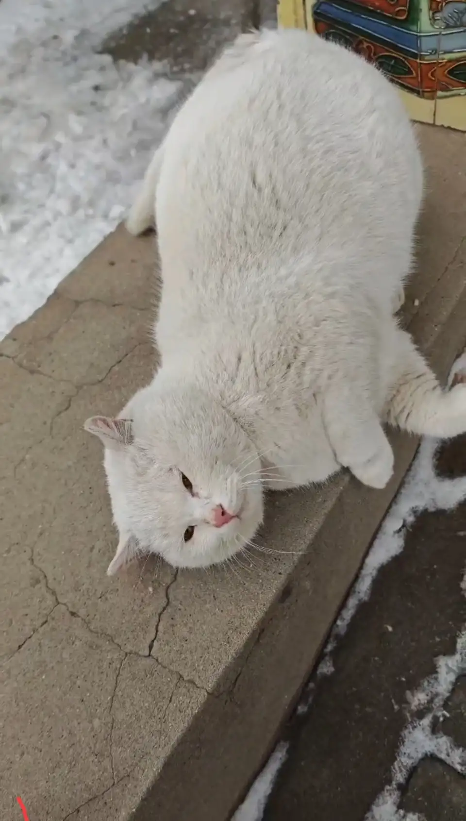 2月1日邢台市桥东区东方明珠小区走失猫,宠物猫,猫咪【寻猫启示/启事】