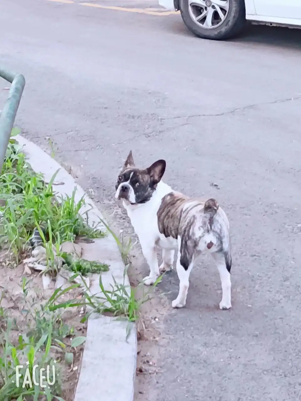 5月25日哈尔滨市南岗区征跃小区附近夜市走失斗牛犬【寻斗牛犬启示/启事】