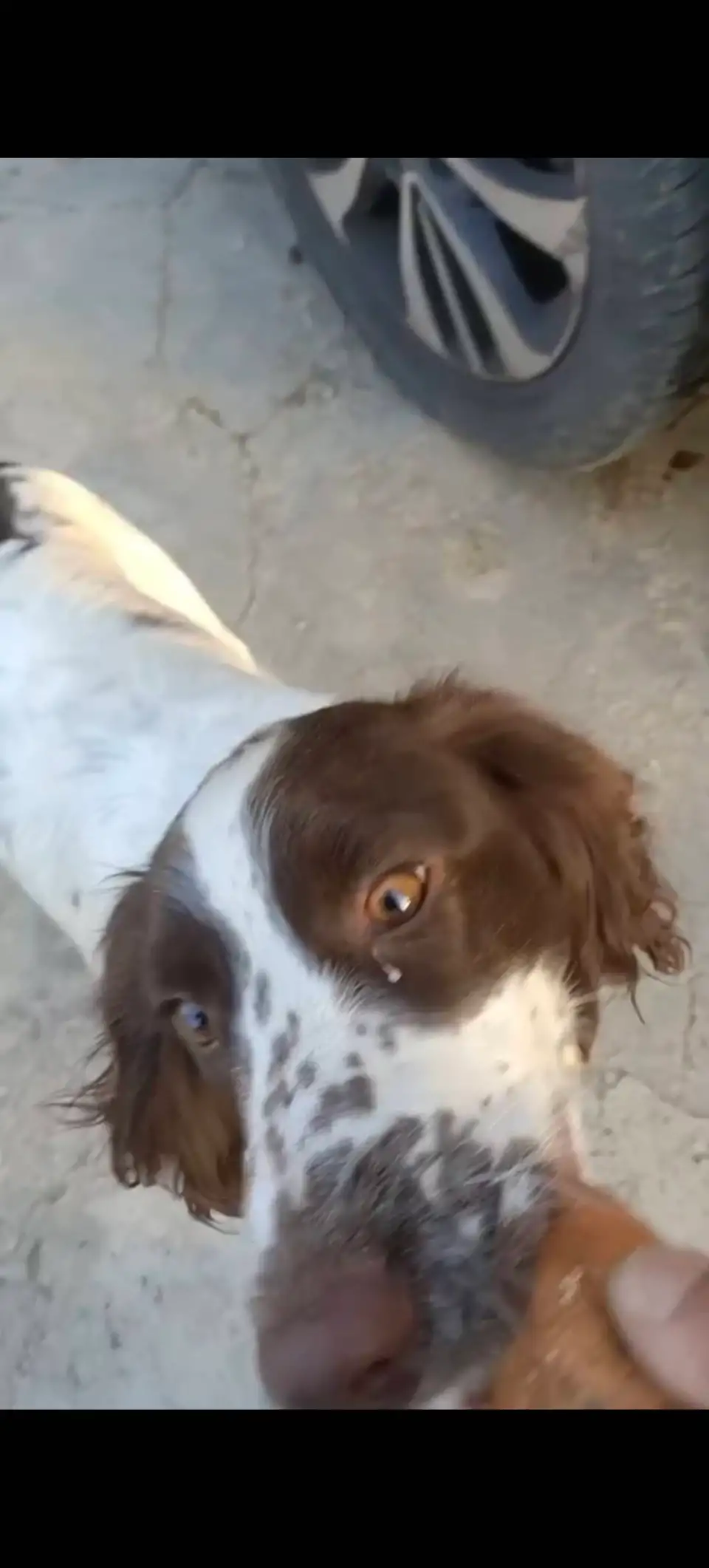 3月28日遵义市播州区西坪镇南坝村走失史宾格犬【寻史宾格犬启示/启事】