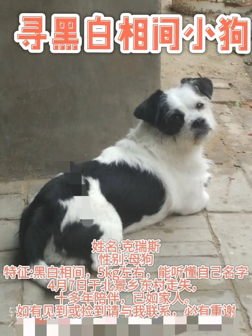 4月7日运城市临猗县北景乡东村聚鑫源超市走失土狗,柴犬,田园犬,中华田园犬【寻土狗/田园犬启示/启事】