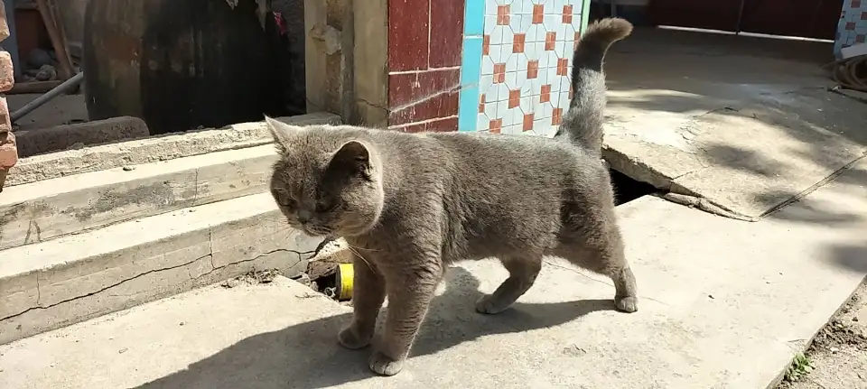 4月15日潍坊市潍城区望留捡到流浪英短蓝猫,英国蓝色短毛猫【英短蓝猫招领启示/启事】