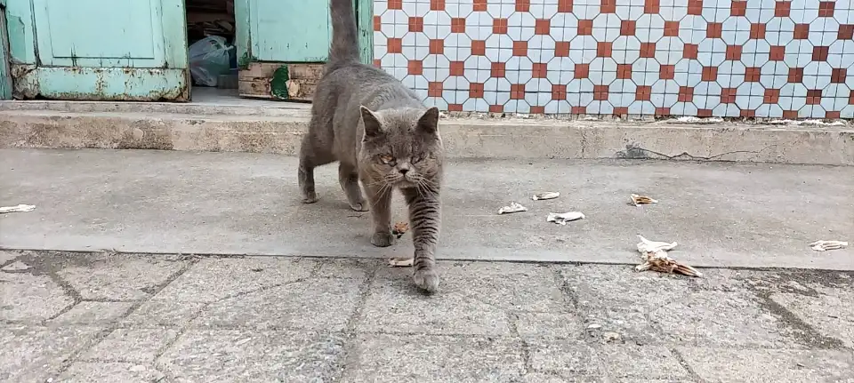 4月15日潍坊市潍城区望留捡到流浪英短蓝猫,英国蓝色短毛猫【英短蓝猫招领启示/启事】