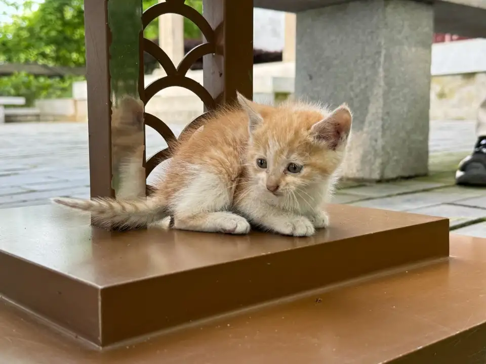 4月30日安庆市怀宁县石牌镇石牌大酒店附近领养猫,宠物猫,猫咪【领养启示/启事】