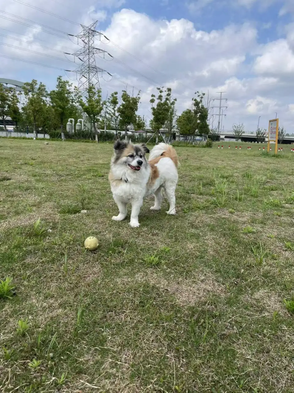 5月25日苏州市常熟市天山路集贤村常熟老街南区集贤村18号楼走失蝴蝶犬【寻蝴蝶犬启示/启事】