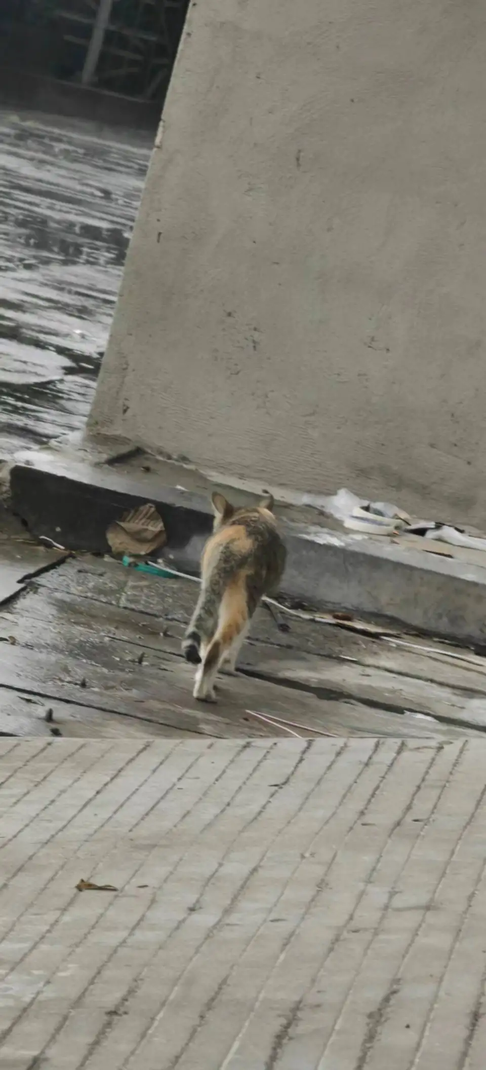 4月1日东莞市上安街与上梁州商业街交叉口发现流浪田园猫,家猫【流浪田园猫/家猫线索】