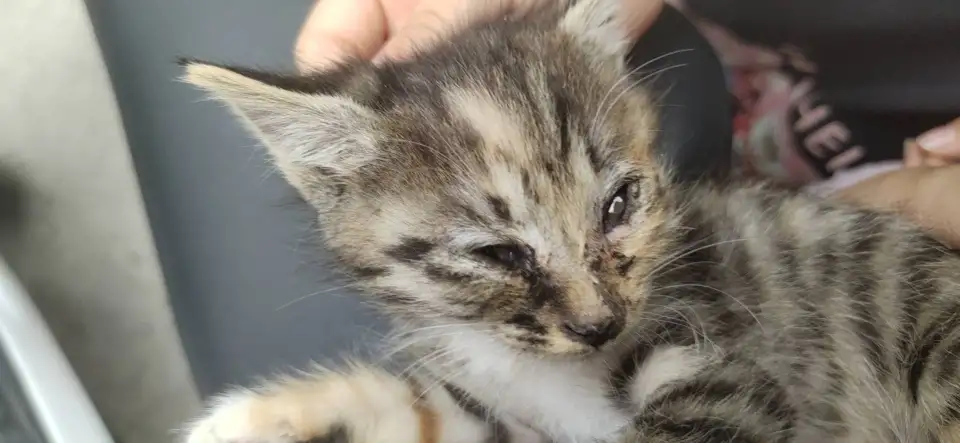 5月31日洛阳市小区院子捡到流浪狸花猫【狸花猫招领启示/启事】