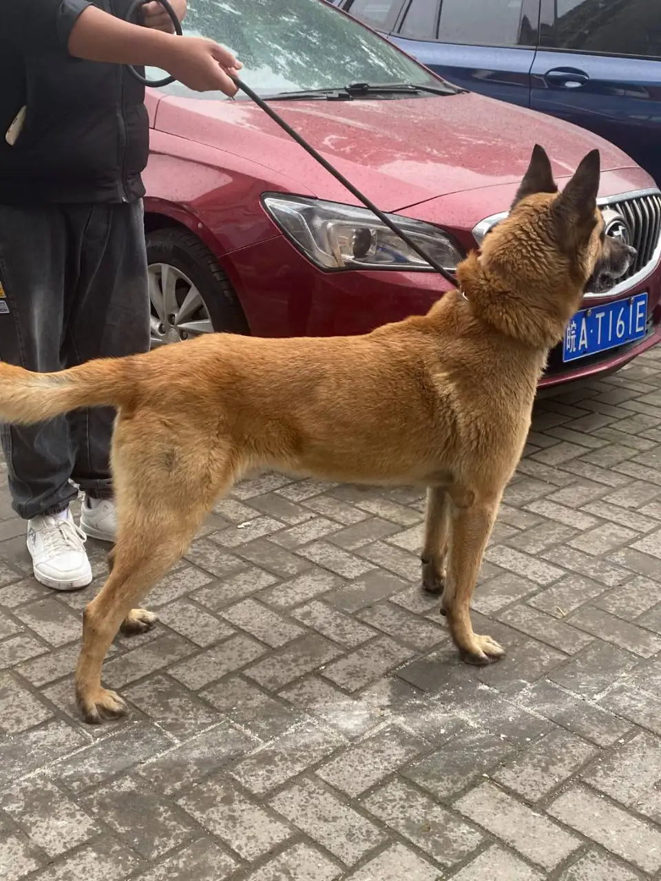 5月28日合肥市长丰县岗集镇罗岗村走失马犬,比利时马里努阿犬【寻马犬启示/启事】