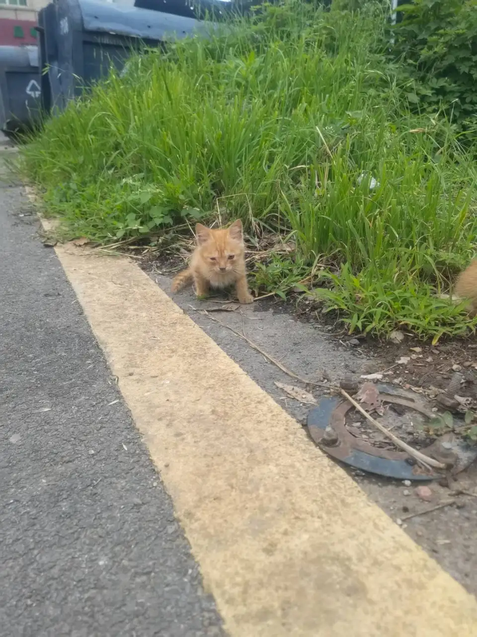 6月18日贵阳市清镇市望城坡公安局附近发现流浪橘猫【流浪橘猫线索】