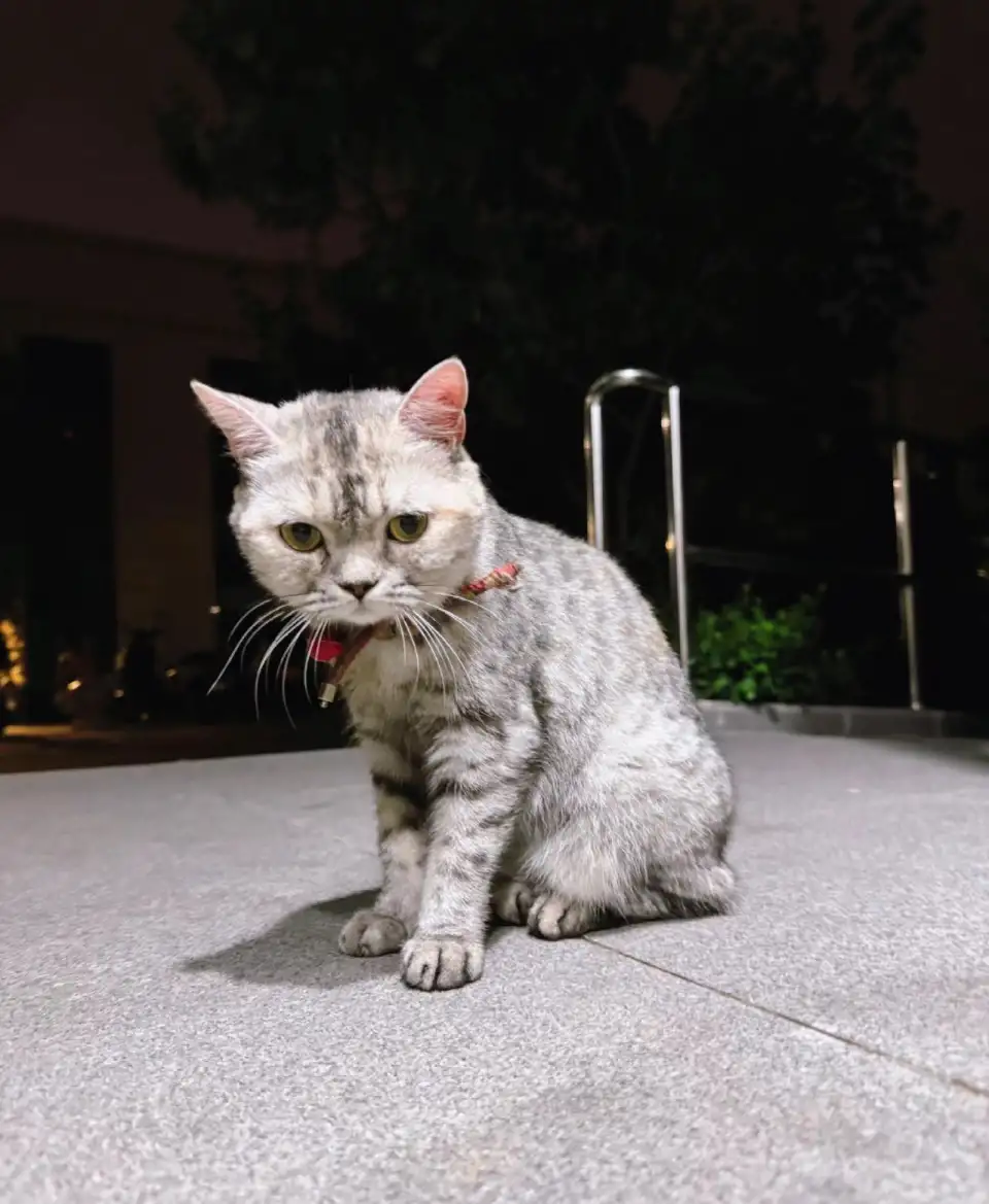 7月22日北京市顺义区捡到流浪猫,宠物猫,猫咪【猫招领启示/启事】