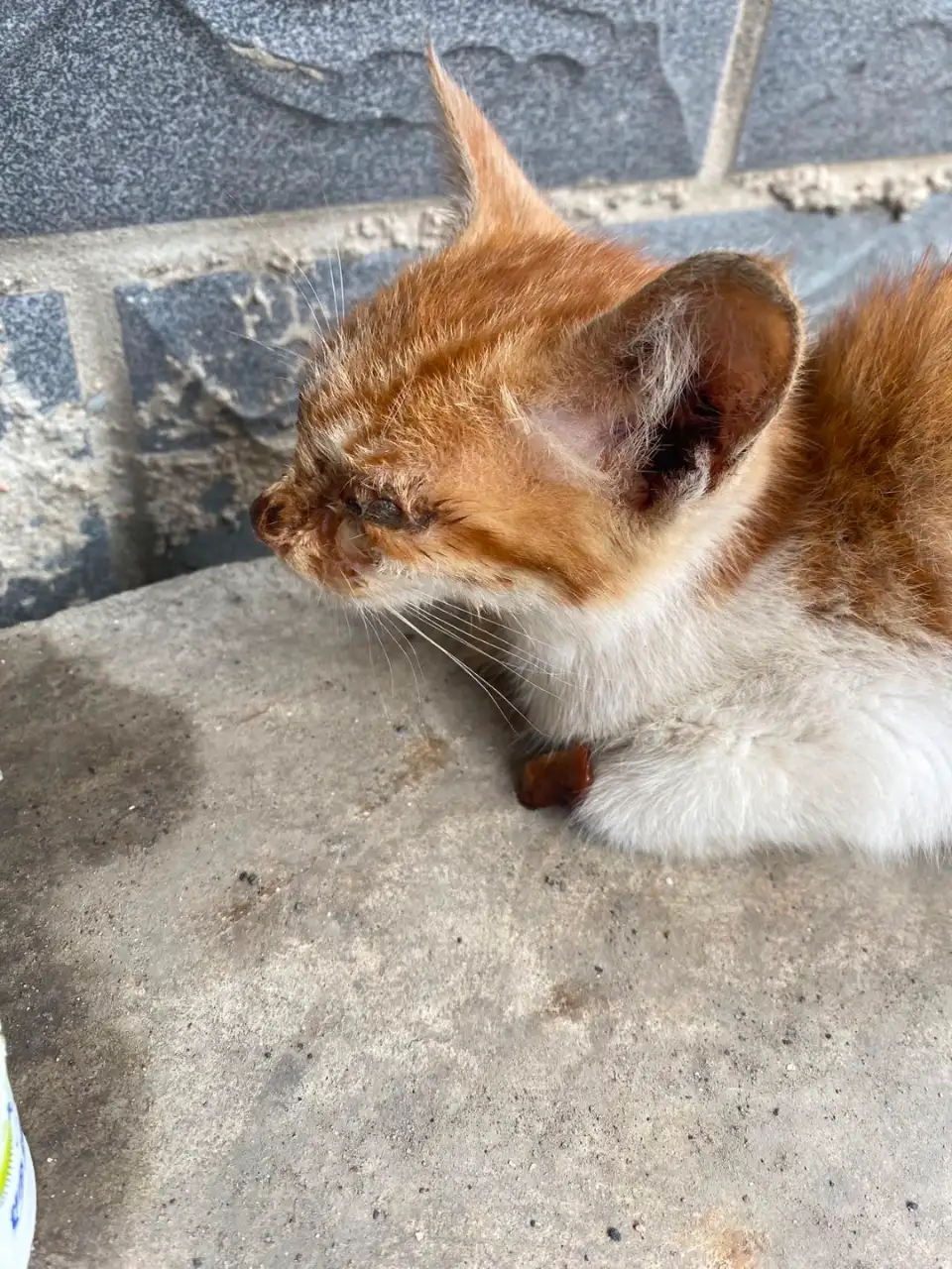 8月2日辽阳市白塔区鹤馨园发现流浪田园猫,家猫【流浪田园猫/家猫线索】