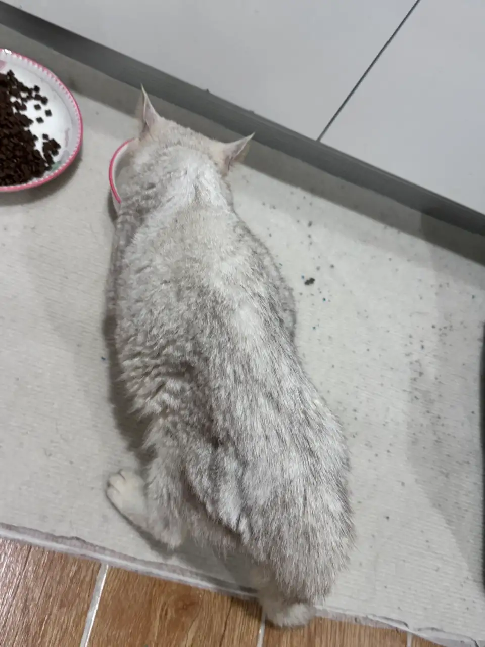 8月5日河源市源城区领养猫,宠物猫,猫咪【领养启示/启事】